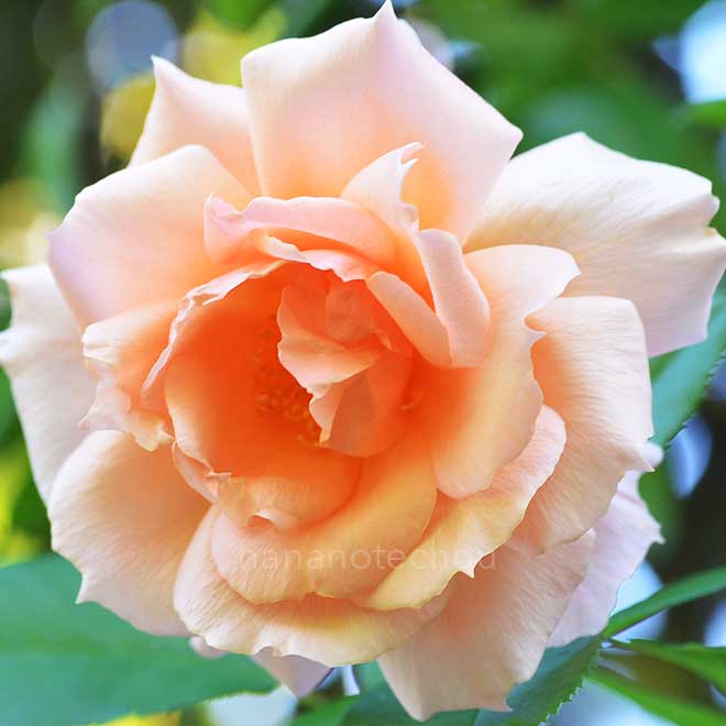 バラ アプリコットキャンディ｜花の手帖の薔薇図鑑