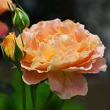 バラ アプリコットシフォン｜花の手帖の薔薇図鑑