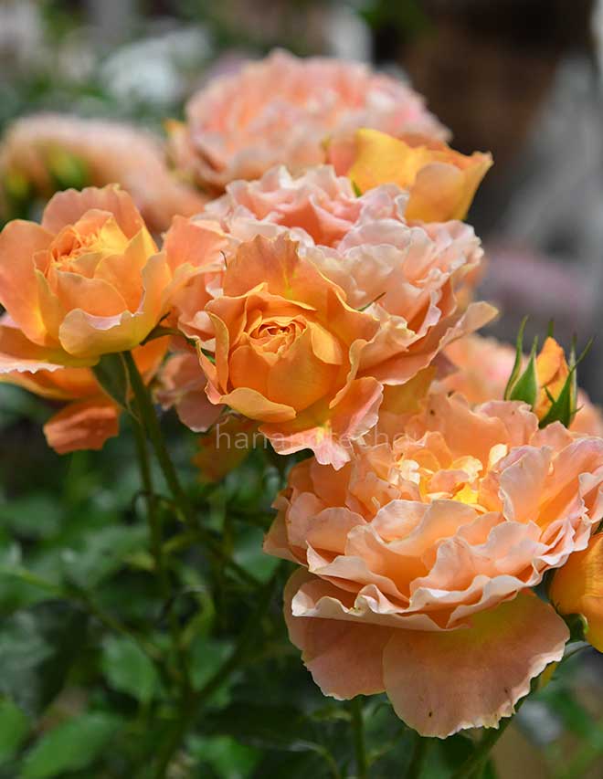 バラ アプリコット シフォン｜花の手帖の薔薇図鑑