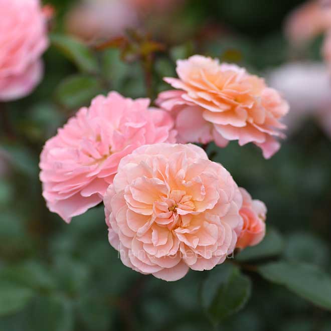 バラ アプリコット ドリフト｜花の手帖の薔薇図鑑