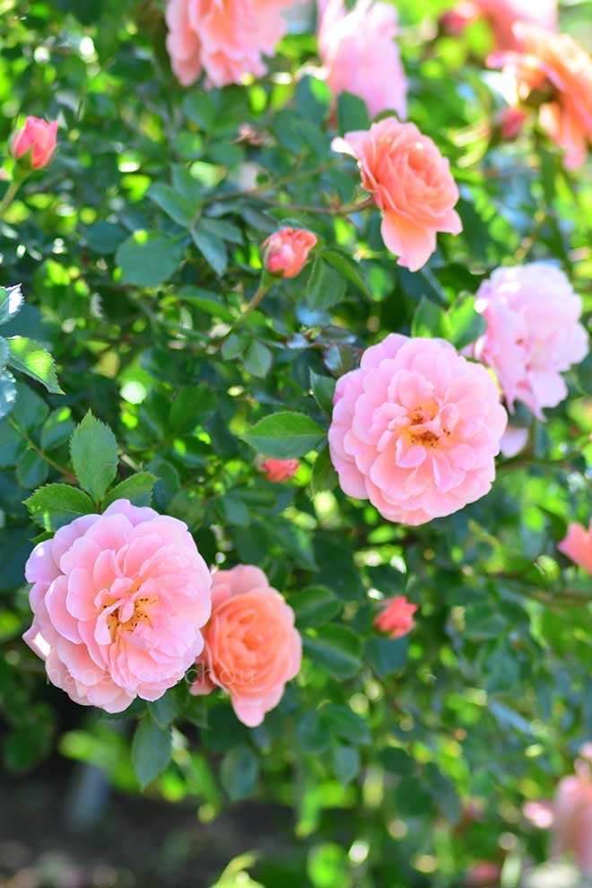 バラ アプリコット ドリフト｜花の手帖の薔薇図鑑