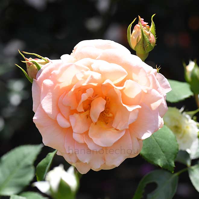 バラ アプリコット ネクター｜花の手帖の薔薇図鑑