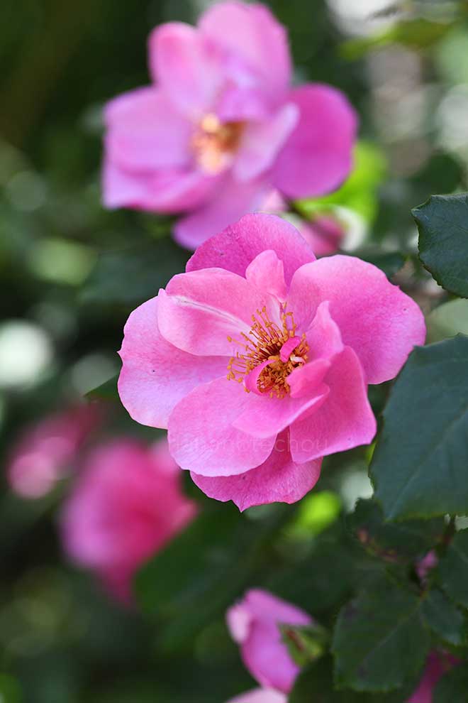 バラ エイプリルムーンクレスト｜花の手帖の薔薇図鑑