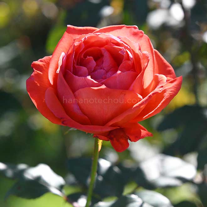 バラ アラビアン ナイト｜花の手帖の薔薇図鑑