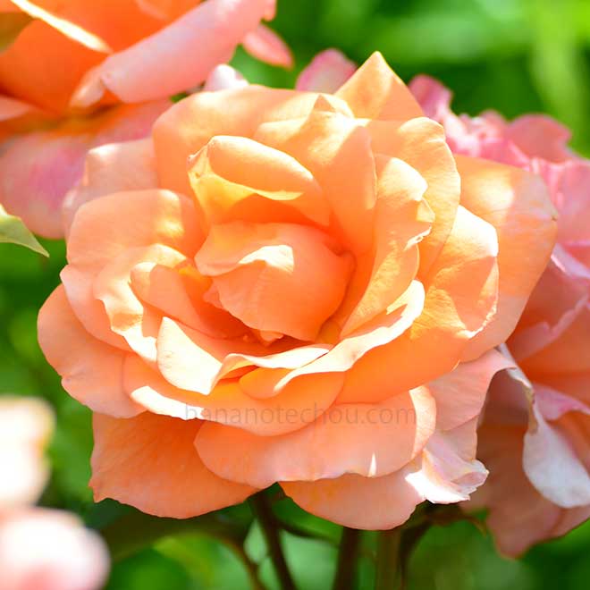 バラ アーク エンジェル｜花の手帖の薔薇図鑑