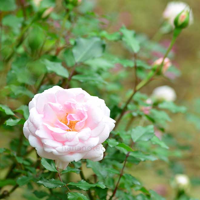 バラ アーチン ゲイチン ブラッシュ チャイナ｜花の手帖の薔薇図鑑