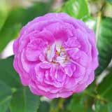 バラ ｜花の手帖の薔薇図鑑