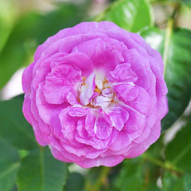 バラ　アークティックブルー｜花の手帖の薔薇図鑑