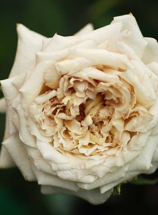 バラ エアリエル｜花の手帖の薔薇図鑑