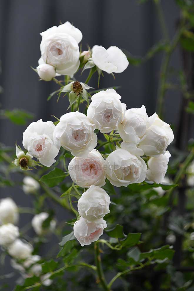 バラ アリエッタ｜花の手帖の薔薇図鑑