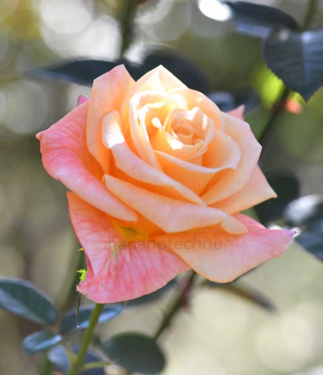 バラ アリゾナ｜花の手帖の薔薇図鑑