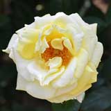 バラ アーリン フランシス｜花の手帖の薔薇図鑑