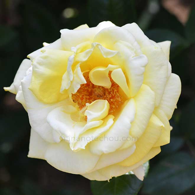 バラ アーリン フランシス｜花の手帖の薔薇図鑑