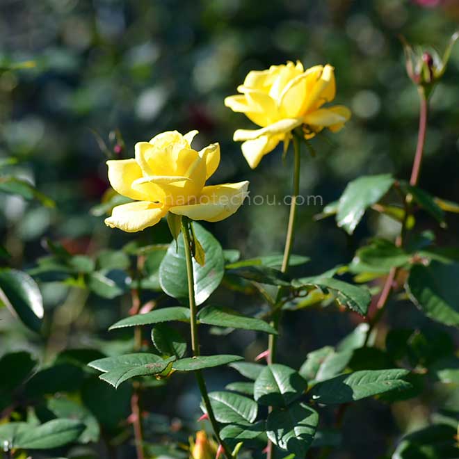 バラ アーリン フランシス｜花の手帖の薔薇図鑑