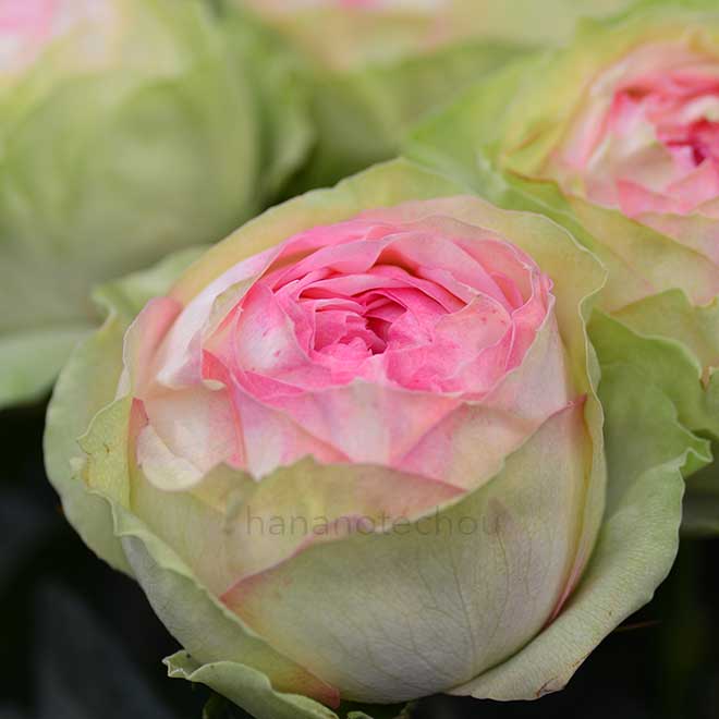 バラ アルヌワ ブラン
｜花の手帖の薔薇図鑑