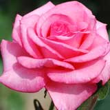 バラ ｜花の手帖の薔薇図鑑