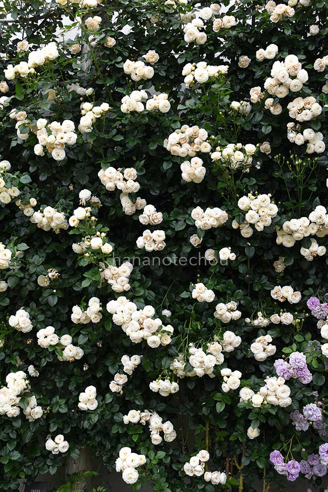 バラ アルテミス｜花の手帖の薔薇図鑑