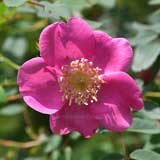 バラ アーサー ヒラー｜花の手帖の薔薇図鑑