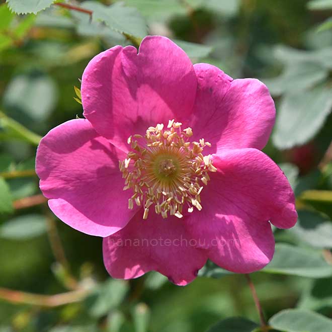 バラ アーサーヒラー｜花の手帖の薔薇図鑑