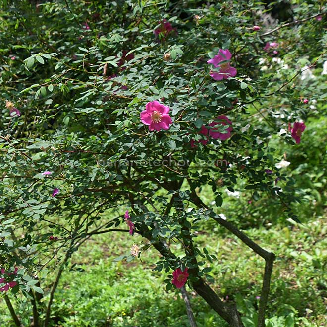 バラ アーサーヒラー｜花の手帖の薔薇図鑑