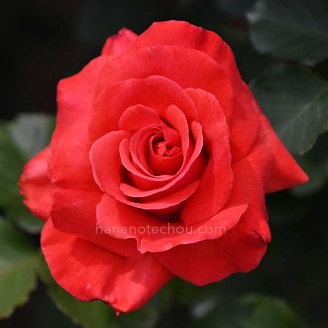 バラ アーティストリー｜花の手帖の薔薇図鑑