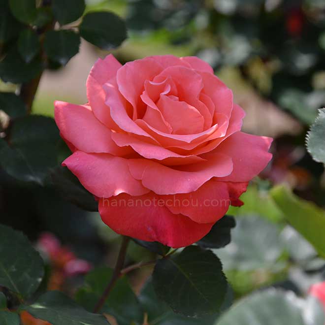 バラ アーティストリー｜花の手帖の薔薇図鑑