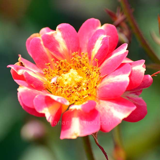 バラ アール ヌーヴォー|花の手帖の薔薇図鑑