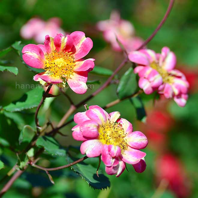 バラ アール ヌーヴォー|花の手帖の薔薇図鑑