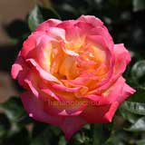 バラ 朝雲｜花の手帖の薔薇図鑑