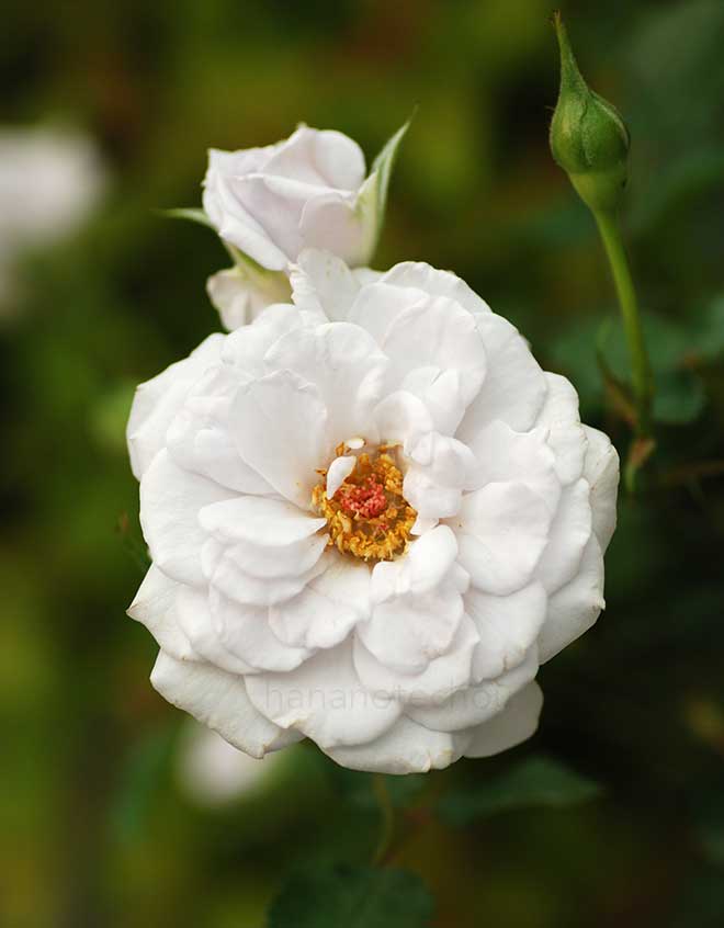 バラ あさきゆめみし｜花の手帖の薔薇図鑑