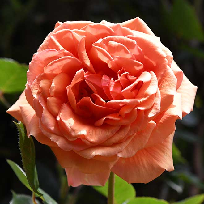 バラ つる アシュラム｜花の手帖の薔薇図鑑