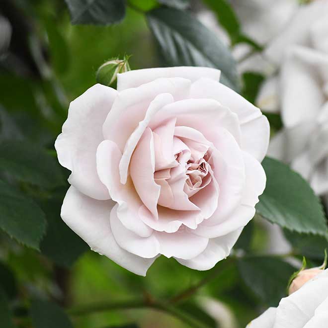 バラ アッシュ ウェンズディ｜花の手帖の薔薇図鑑