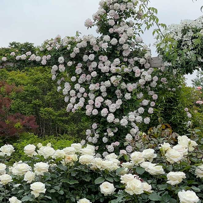 バラ アッシュ ウェンズディ｜花の手帖の薔薇図鑑