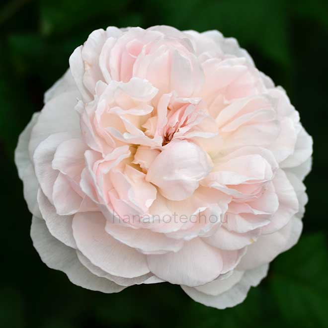 バラ アッサンブラージュ｜花の手帖の薔薇図鑑