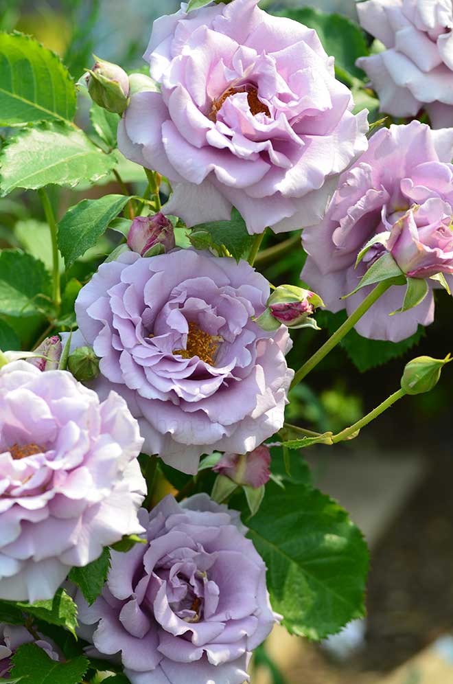 バラ アシュラ｜花の手帖の薔薇図鑑