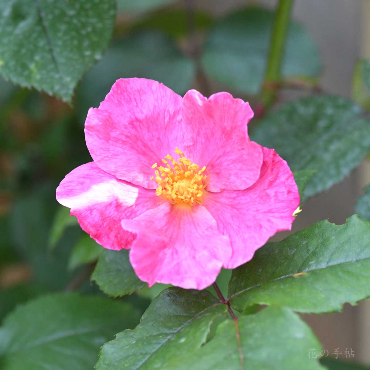 バラ アトランティス｜花の手帖の薔薇図鑑