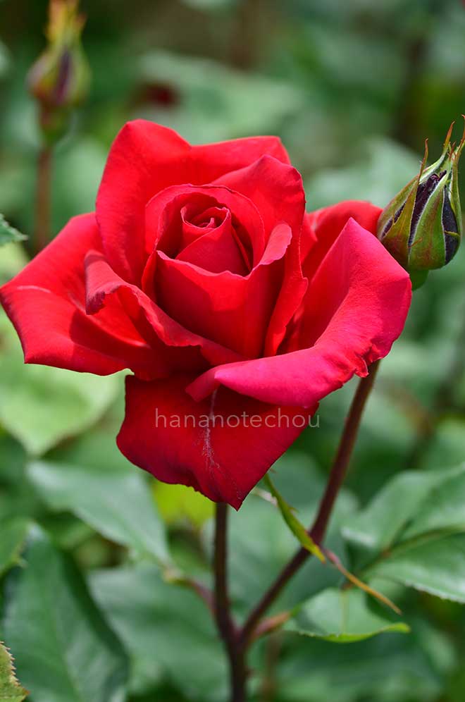 バラ 篤姫
｜花の手帖の薔薇図鑑