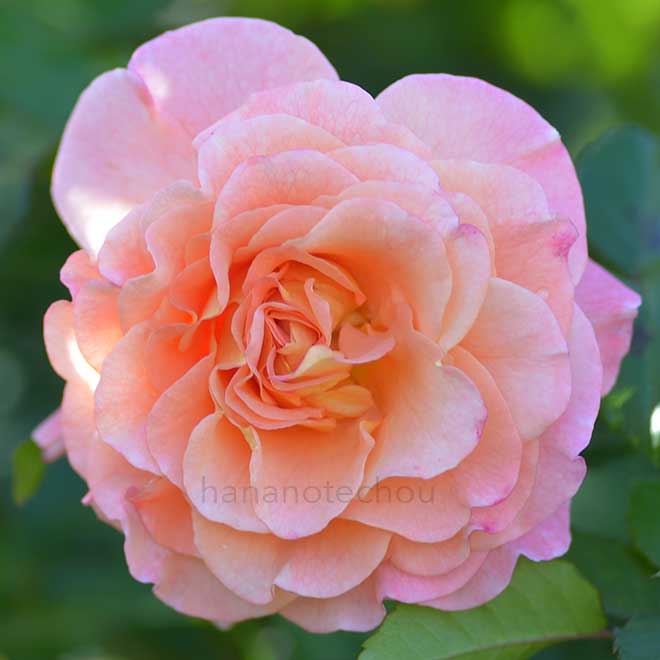 バラ アウグスタ ルイーゼ｜花の手帖の薔薇図鑑