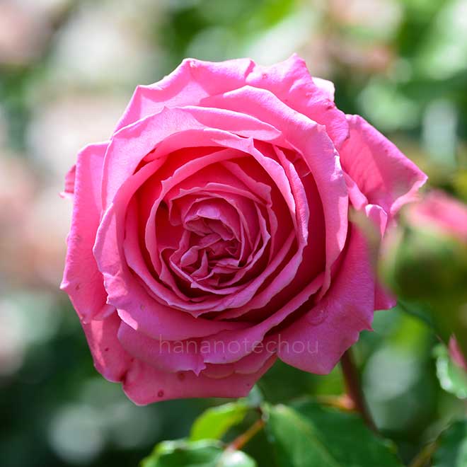 バラ オーギュスト ルノアール
｜花の手帖の薔薇図鑑