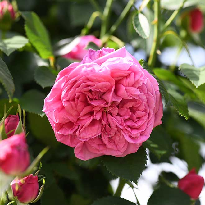 バラ アウレリアリファ｜花の手帖の薔薇図鑑