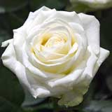 バラ アバランチェ｜花の手帖の薔薇図鑑