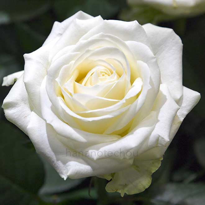 バラ アバランチェ+｜花の手帖の薔薇図鑑