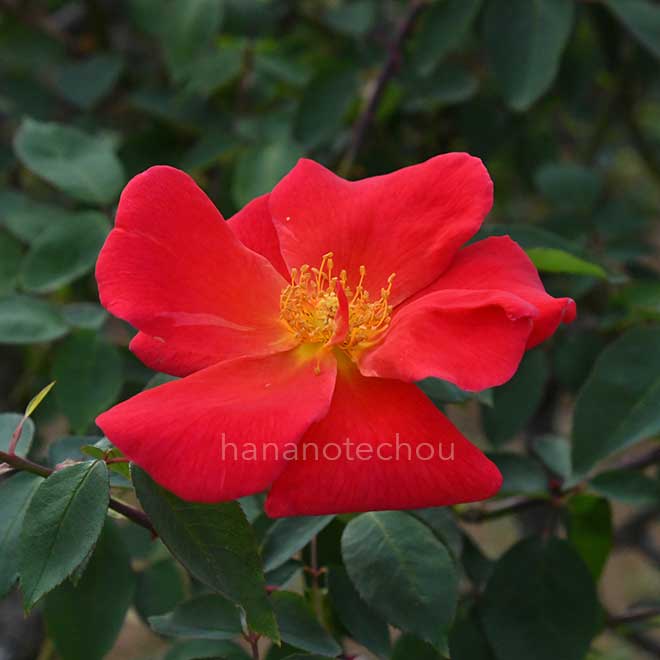 バラ アバンティ／せいか｜花の手帖の薔薇図鑑