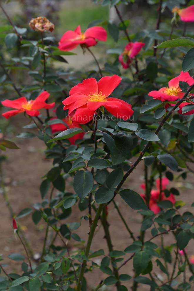 バラ アバンティ／せいか｜花の手帖の薔薇図鑑