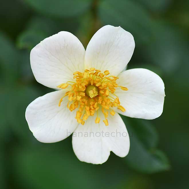 バラ 淡雪｜花の手帖の薔薇図鑑
