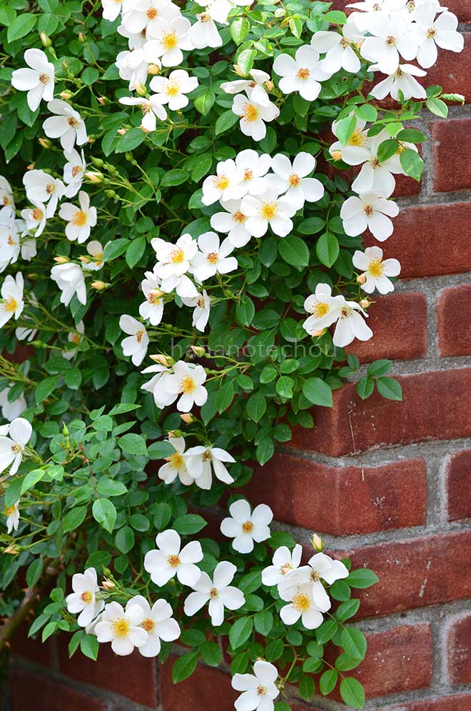 バラ 淡雪｜花の手帖の薔薇図鑑