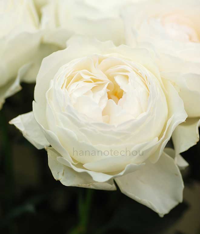 バラ 彩｜花の手帖の薔薇図鑑