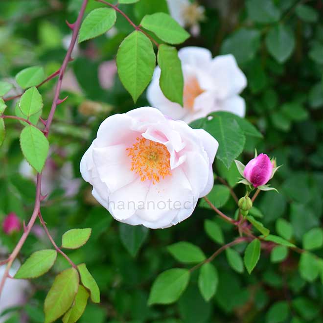 バラ エアシャー クイーン｜花の手帖の薔薇図鑑