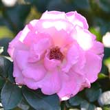 バラ アズールシー｜花の手帖の薔薇図鑑