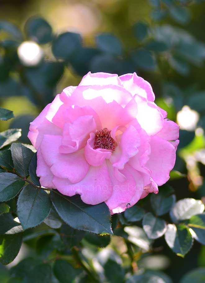 バラ ｜花の手帖の薔薇図鑑
